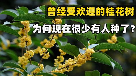 後院種桂花|【後院種桂花】後院種桂花，滿園飄香！旺宅又避邪，位置選對錢。